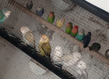 9 ازواج روز