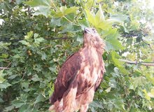 طائر جارح للبيع طائر جارح للبيع