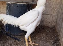 Get Ayam Cemani Price In Uae Images