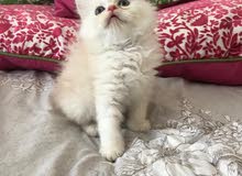 شيرازي باندا شيرازي باندا