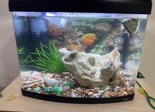 fish tank fish tank