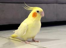 Female cockatiel for sale with cage