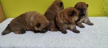 Chow Chow puppies for sale Chow Chow puppies for sale