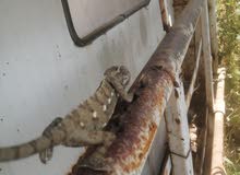 حرباء للبيع حرباء للبيع