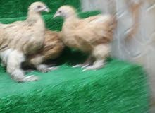 افراخ دجاج ابرهما بوف افراخ دجاج ابرهما بوف
