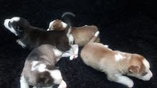 Husky baby for sale Husky baby for sale