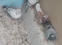 4 طيور  بسعر 5 ليرات