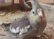 Cockatiel hand trained available for rehoming Cockatiel hand trained available for rehoming