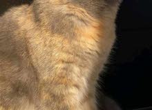 Scottish fold tortilla