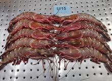 fresh fish and shrimps fresh fish and shrimps