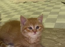 Mix breed British & Himalayan Mix breed British & Himalayan