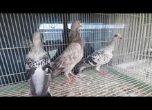 Three breeding females, any female 50 AED Three breeding females, any female 50 AED
