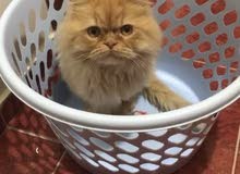 persian cat / iran kedisi persian cat / iran kedisi