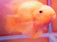 parrot fish parrot fish
