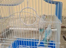 Tamed  budgies