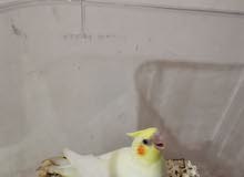 cockateil lutino كوكتيل لاتينو cockateil lutino كوكتيل لاتينو