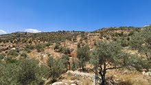 Mixed Use Land for Sale in Jerash Soof