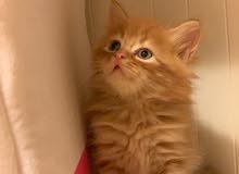 قطه شيرازيه قطه شيرازيه