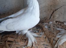 حمامه زينه حمامه زينه