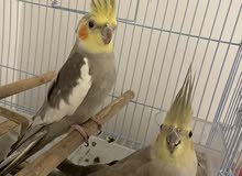 cockatiel perot Paire