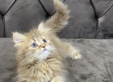 قطه شيرازيه للبيع kitten for sale 45bd قطه شيرازيه للبيع kitten for sale 45bd