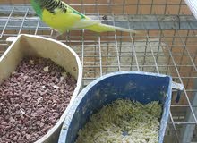زوج طيور حب زوج طيور حب