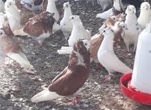 حمام بوفوطه ومنوع كمية كبيره الجوز 40 درهم حمام بوفوطه ومنوع كمية كبيره الجوز 40 درهم