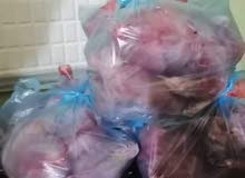 دجاج علف للقطط والكلاب دجاج علف للقطط والكلاب