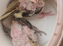 فراخ كوكتيل زق سعر زوج 45 قفل مكاني بصره زبير وتساب وتصال موجود فراخ كوكتيل زق سعر زوج 45 قفل مكاني بصره زبير وتساب وتصال موجود