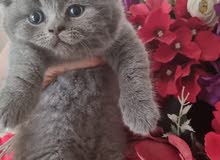 للبيع قطه للبيع قطه