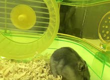 male and female Russian hamsters for sale with all their things male and female Russian hamsters for sale with all their things