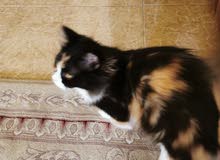 قطه للتبني قطه للتبني