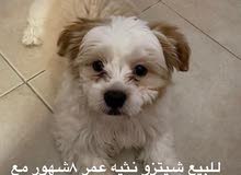 شيتزو نثيه 8شهور ب120وقابل شيتزو نثيه 8شهور ب120وقابل