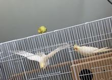 cockatiel breeding pair. جوز كوكتيل جاهز cockatiel breeding pair. جوز كوكتيل جاهز