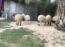 خرفان للبيع خرفان للبيع