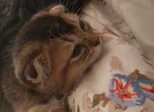 kittens golden ny25 kittens golden ny25