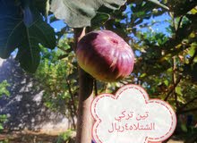 شتلات للبيع شتلات للبيع