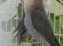breeding love bird pair for sale.. blue color breeding love bird pair for sale.. blue color