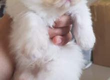 Exotic mixed Persian longhair Exotic mixed Persian longhair