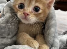 قط ذكر صغير للبيع   male kitten for sale