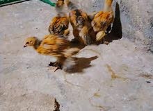 15 صرص براهما بف