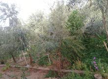 منزل وشقه منزل وشقه