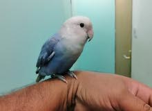 love bird love bird