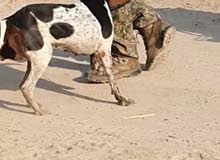 كلب صيد بوجي الماني فول مطيع ذكي الصنف انثى السعر 200 (())