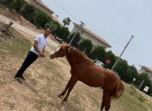 خيل للبيع خيل للبيع
