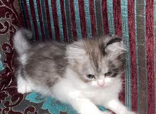 قطه للبيع قطه للبيع