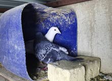 زواجل شذري ونثيته بيضه مزاويج سعره 12 الف زواجل شذري ونثيته بيضه مزاويج سعره 12 الف
