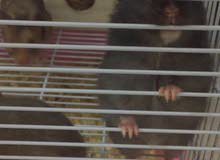 Syrian hamsters ready for childbirth هامسترات سوريه جاهزه للانجاب Syrian hamsters ready for childbirth هامسترات سوريه جاهزه للانجاب