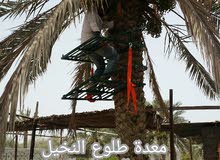 معدة طلوع النخيل معدة طلوع النخيل