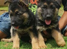 German Shepherd Pure Breed for Sale German Shepherd Pure Breed for Sale